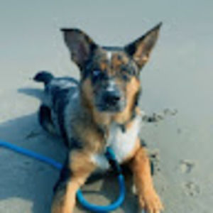 Meet your Posher, Dani